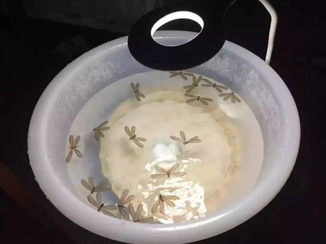 头皮发麻！最近很多东莞街坊吓得不敢开灯……