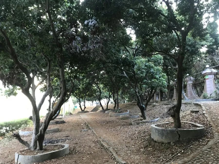 吓哭！东莞多个镇街和公园有蛇出没！一定要远离！有极强攻击性！
