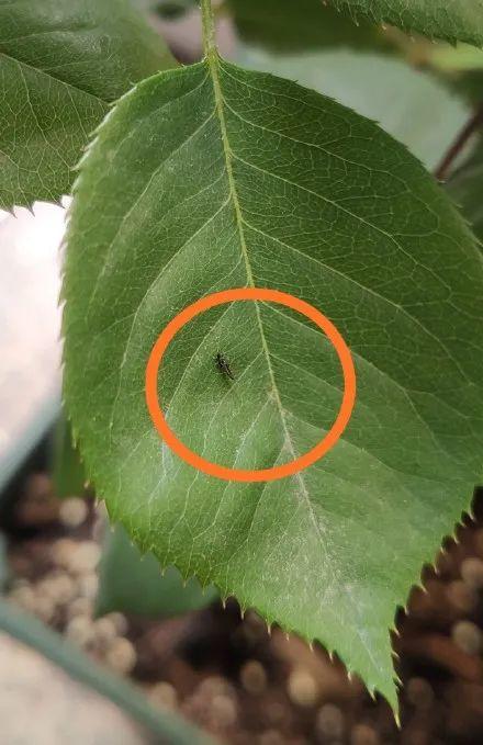 东莞人注意！近期尽量别穿黄色、绿色、银灰色衣服出街！否则…