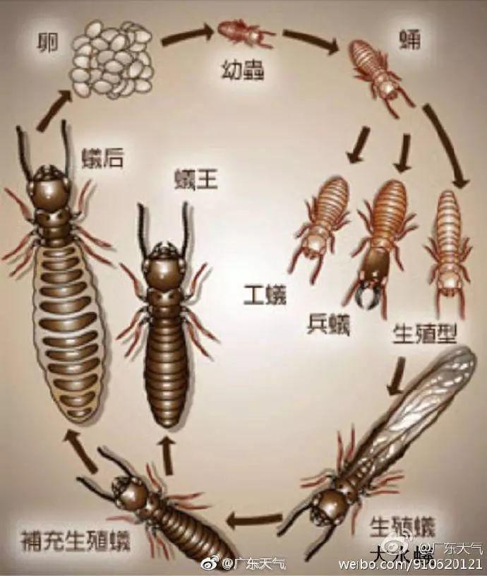 头皮发麻！最近很多东莞街坊吓得不敢开灯……