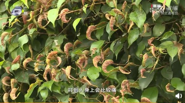 东莞人注意！近期尽量别穿黄色、绿色、银灰色衣服出街！否则…