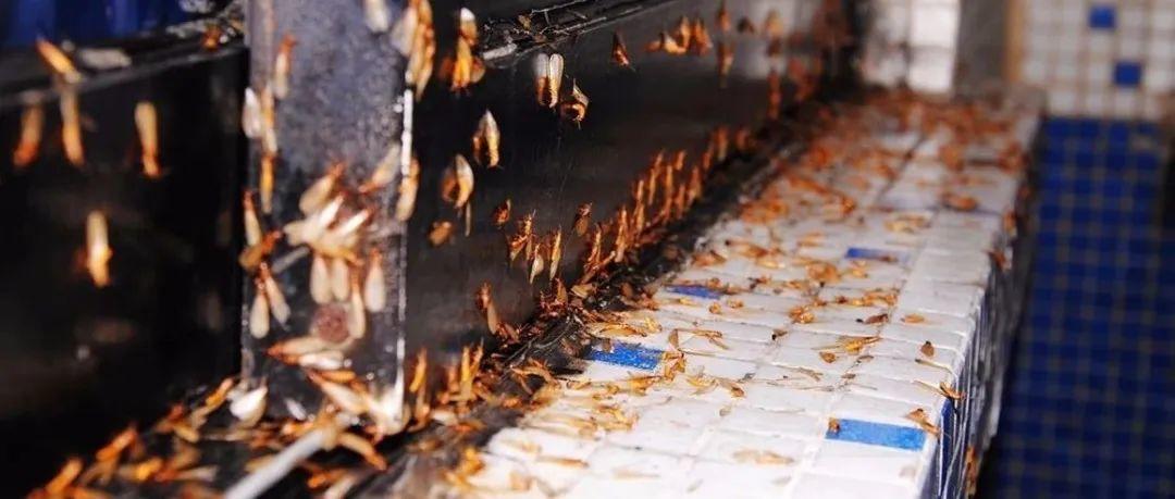 头皮发麻！最近很多东莞街坊吓得不敢开灯……