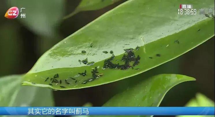 东莞人注意！近期尽量别穿黄色、绿色、银灰色衣服出街！否则…