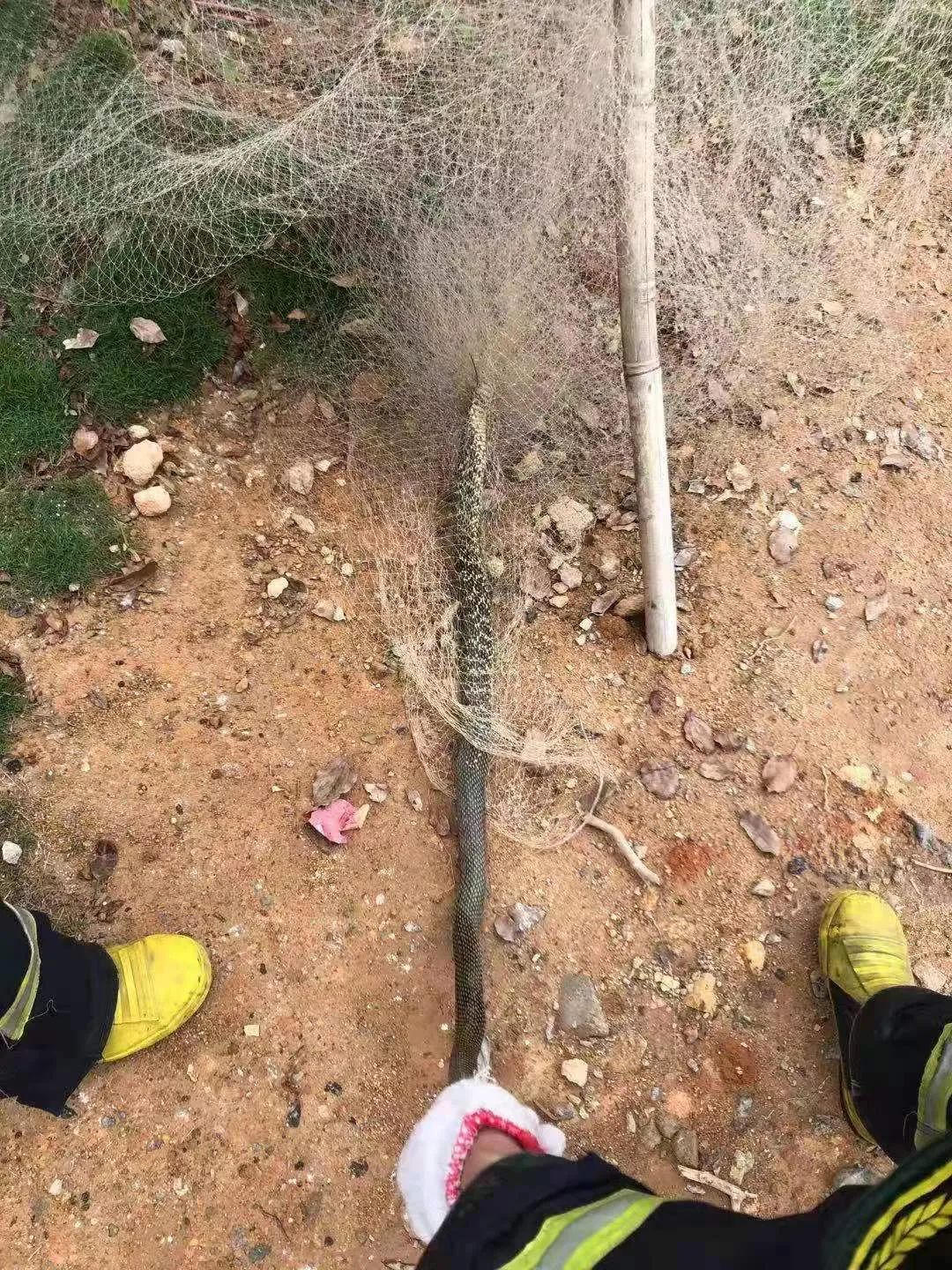 吓哭！东莞多个镇街和公园有蛇出没！一定要远离！有极强攻击性！