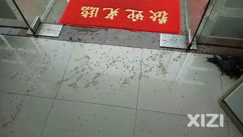 头皮发麻！最近很多东莞街坊吓得不敢开灯……