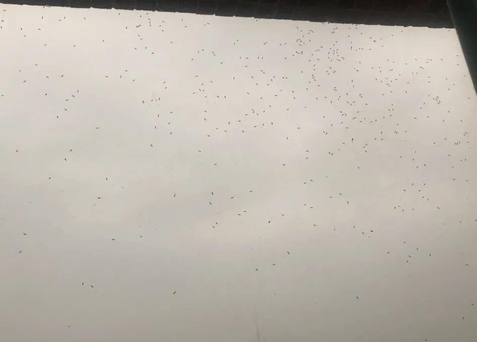 东莞人注意！近期尽量别穿黄色、绿色、银灰色衣服出街！否则…