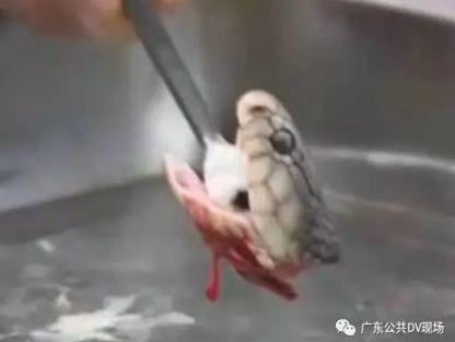 吓哭！东莞多个镇街和公园有蛇出没！一定要远离！有极强攻击性！