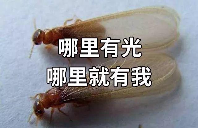 头皮发麻！最近很多东莞街坊吓得不敢开灯……
