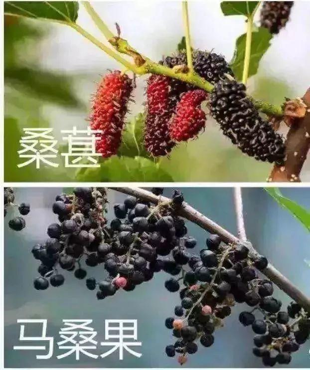 提醒！东莞这种“桑葚”不要买！有人吃完后，出事了……