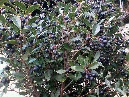 提醒！东莞这种“桑葚”不要买！有人吃完后，出事了……