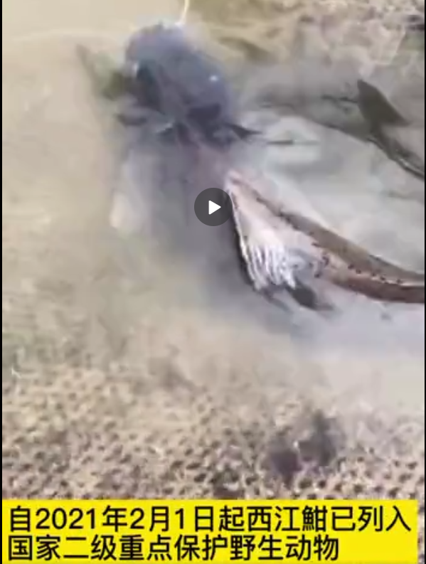 入刑！东莞人不要再吃了！这种鱼已列入野生保护动物！