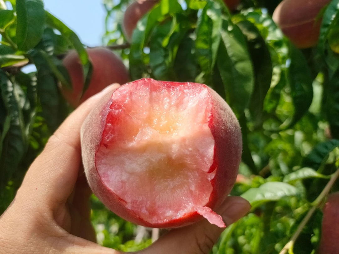 9.9元/箱！陕西第一波水蜜桃新鲜上市！春雪蜜桃香脆多汁，满口甜蜜！"