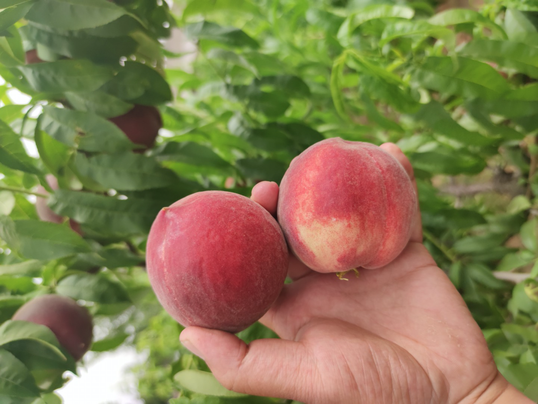 9.9元/箱！陕西第一波水蜜桃新鲜上市！春雪蜜桃香脆多汁，满口甜蜜！"