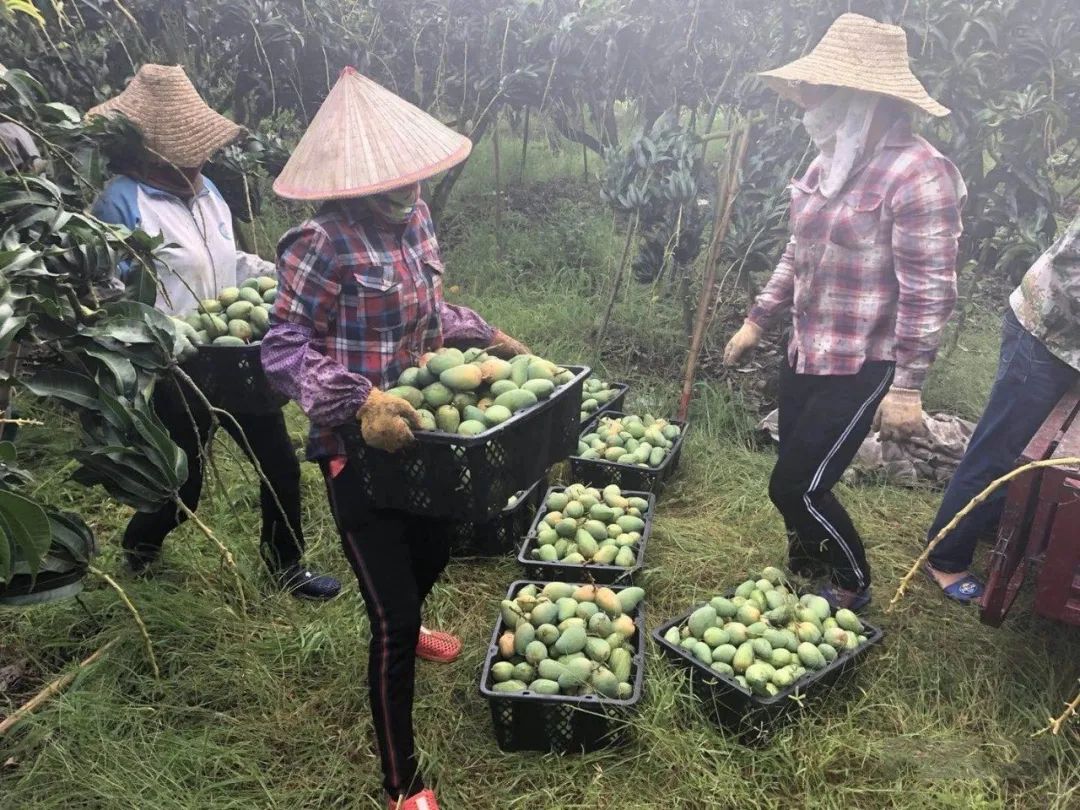 急！爱心帮芒！海南台农成熟待销，14.98元/5.5斤包邮，今天正在摘果，恳请您助力支持，帮帮他们！！