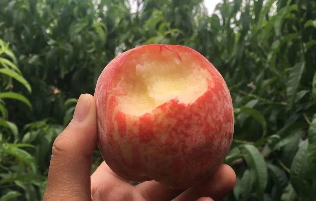 9.9元/箱！陕西第一波水蜜桃新鲜上市！春雪蜜桃香脆多汁，满口甜蜜！"