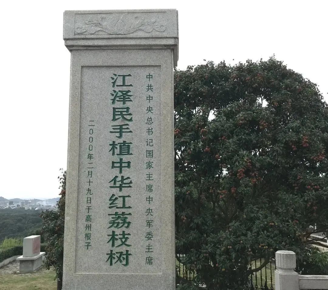 【顺丰冷链直达】首批 | 广东“妃子笑”上市，32元/箱全国包邮，荔枝新季开启！