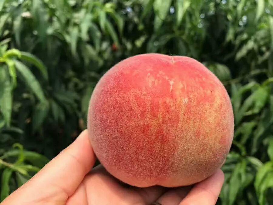 9.9元/箱！陕西第一波水蜜桃新鲜上市！春雪蜜桃香脆多汁，满口甜蜜！"
