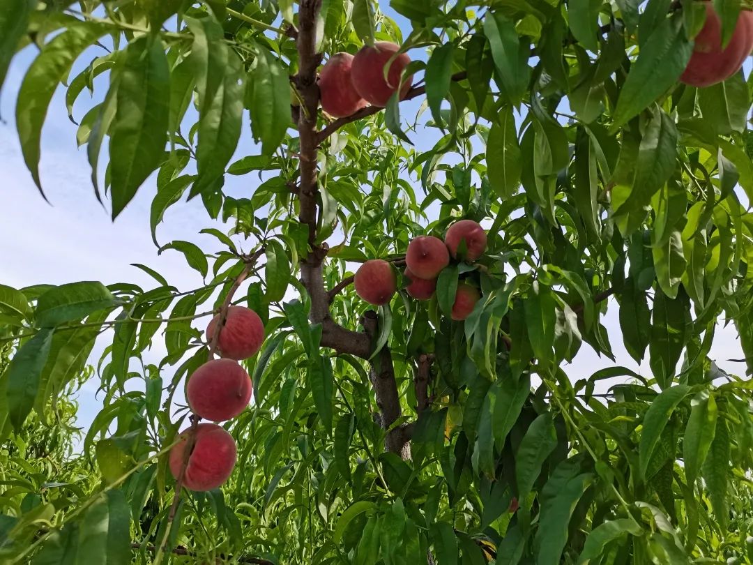 9.9元/箱！陕西第一波水蜜桃新鲜上市！春雪蜜桃香脆多汁，满口甜蜜！"