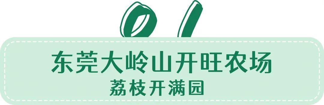 东莞荔枝采摘打卡地出炉！16元/人荔枝园畅吃！再送1斤桂味，玩上一整天~