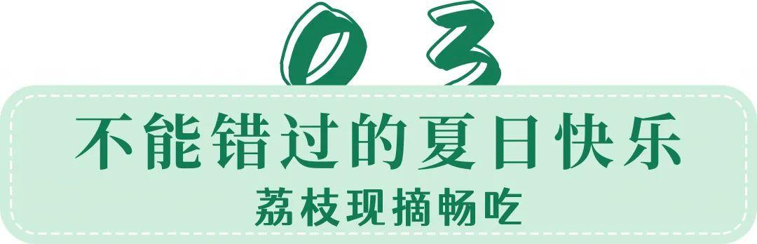 东莞荔枝采摘打卡地出炉！16元/人荔枝园畅吃！再送1斤桂味，玩上一整天~
