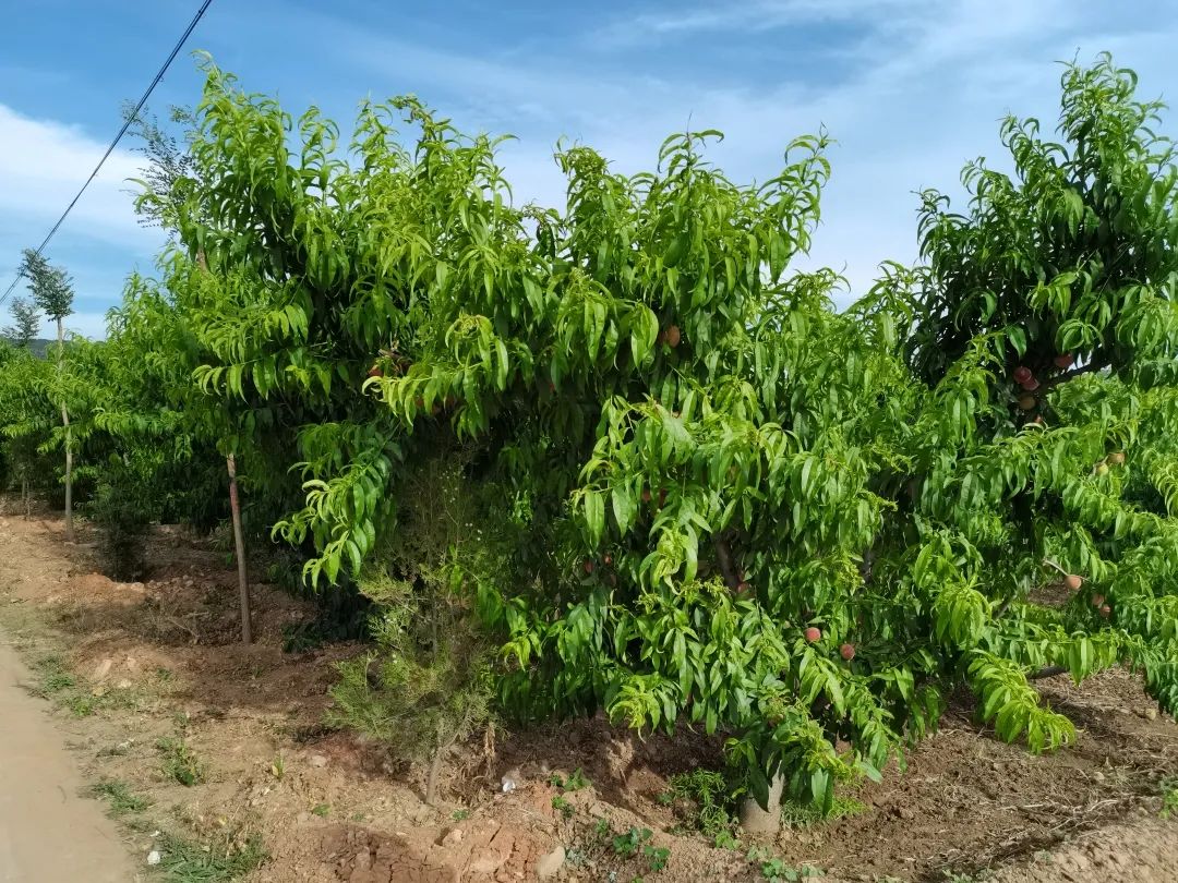 9.9元/箱！陕西第一波水蜜桃新鲜上市！春雪蜜桃香脆多汁，满口甜蜜！"
