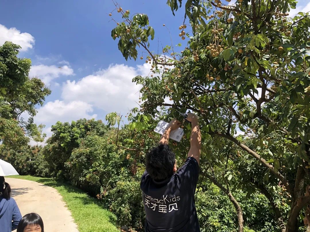 暑期去哪里，13元/人！当季石硖龙眼果园任摘任吃，下单即送1斤~