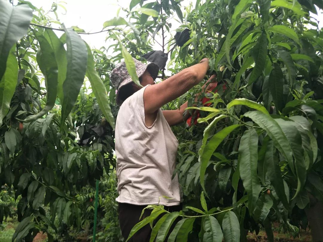 高山果园正宗蒙阴蜜桃，25.9/箱京东包邮！新鲜现摘，肉甜多汁，口感醇香，脆甜多汁！