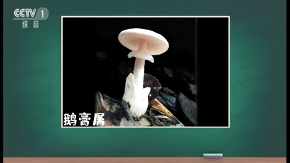 东莞多人中招！广东疾控发布重要提醒！