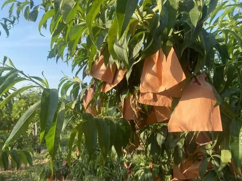 高山果园正宗蒙阴蜜桃，25.9/箱京东包邮！新鲜现摘，肉甜多汁，口感醇香，脆甜多汁！