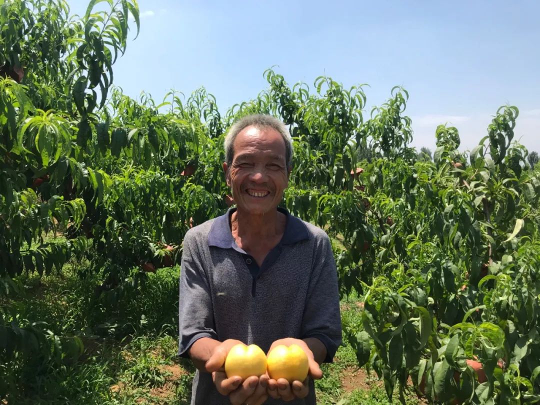 高山果园正宗蒙阴蜜桃，25.9/箱京东包邮！新鲜现摘，肉甜多汁，口感醇香，脆甜多汁！