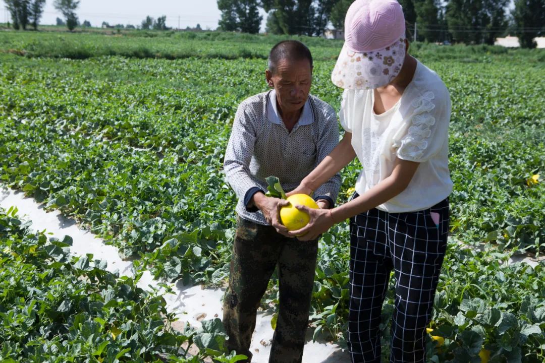 守护绿洲！长在沙漠里的民勤蜜瓜，每箱仅25.9元/9斤包邮，每一份助力都是传递绿色与梦想！！