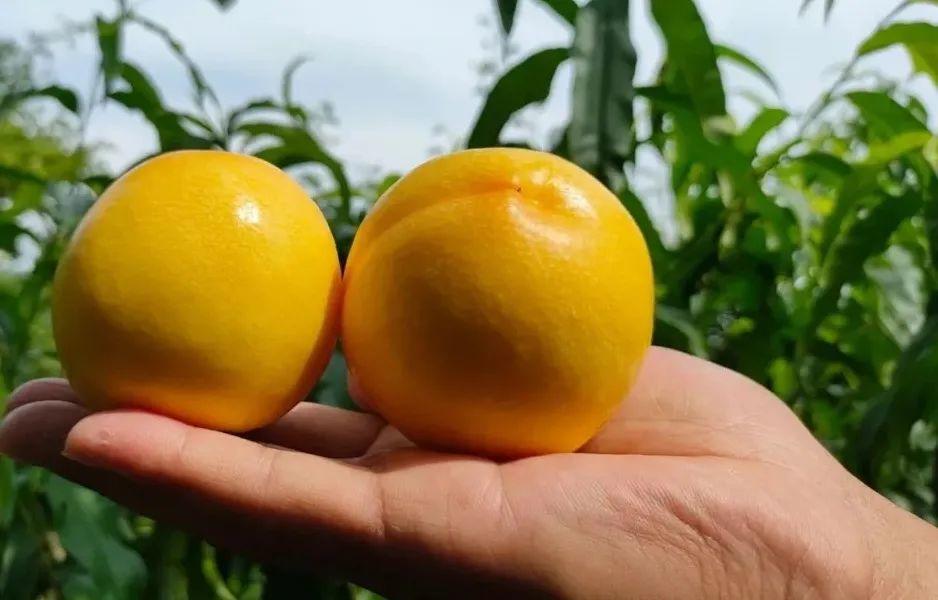 高山果园正宗蒙阴蜜桃，25.9/箱京东包邮！新鲜现摘，肉甜多汁，口感醇香，脆甜多汁！