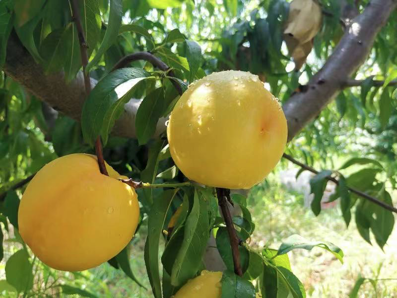 高山果园正宗蒙阴蜜桃，25.9/箱京东包邮！新鲜现摘，肉甜多汁，口感醇香，脆甜多汁！
