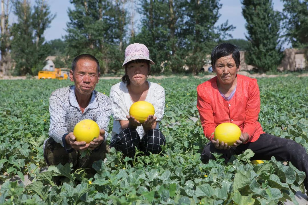 守护绿洲！长在沙漠里的民勤蜜瓜，每箱仅25.9元/9斤包邮，每一份助力都是传递绿色与梦想！！