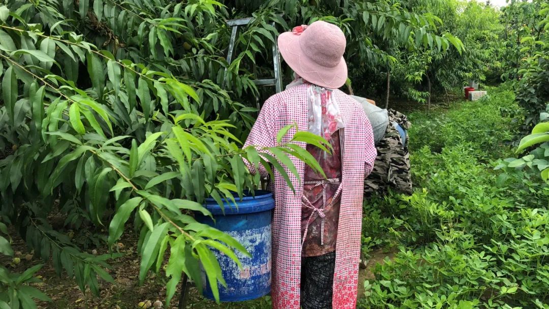 火爆！！29.9/10斤包邮，酸甜爆汁的砀山83黄桃，新鲜正当季现摘现发，新鲜美味！