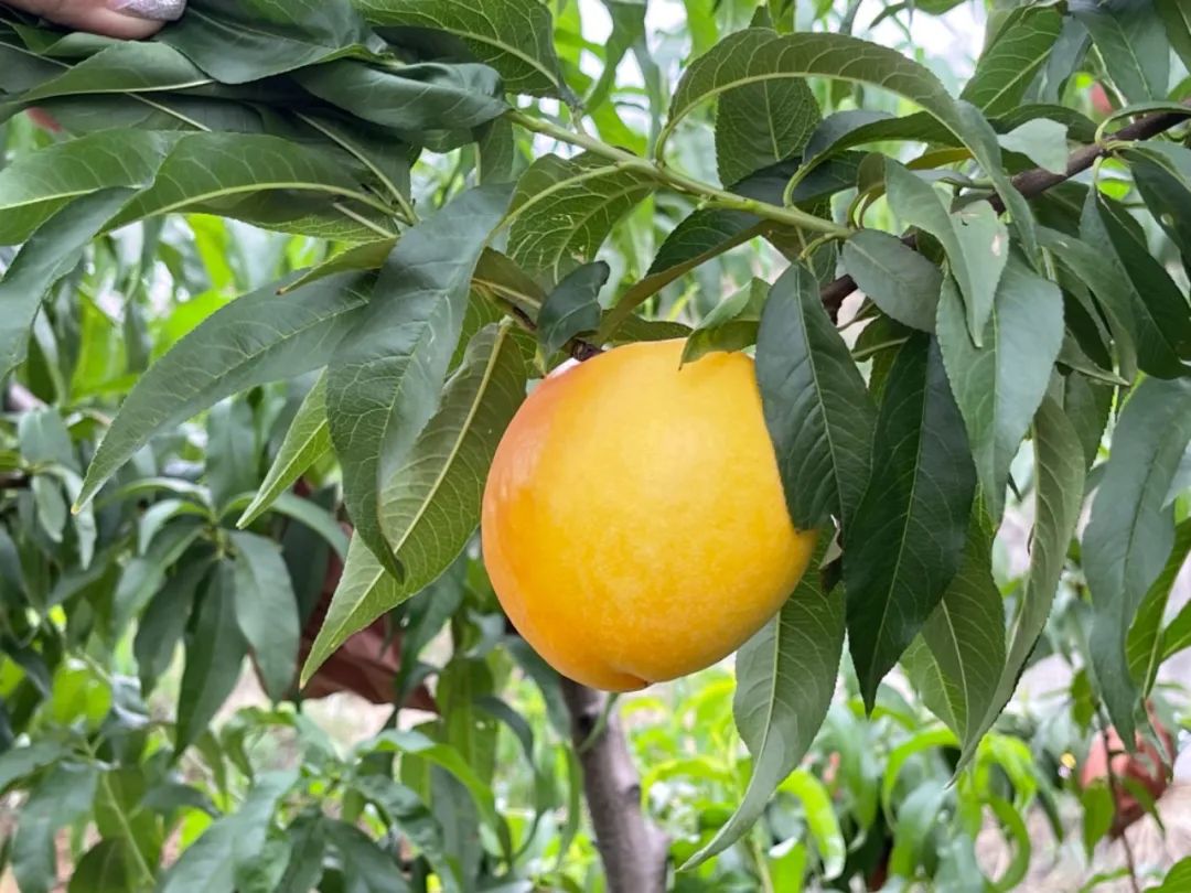 高山果园正宗蒙阴蜜桃，25.9/箱京东包邮！新鲜现摘，肉甜多汁，口感醇香，脆甜多汁！