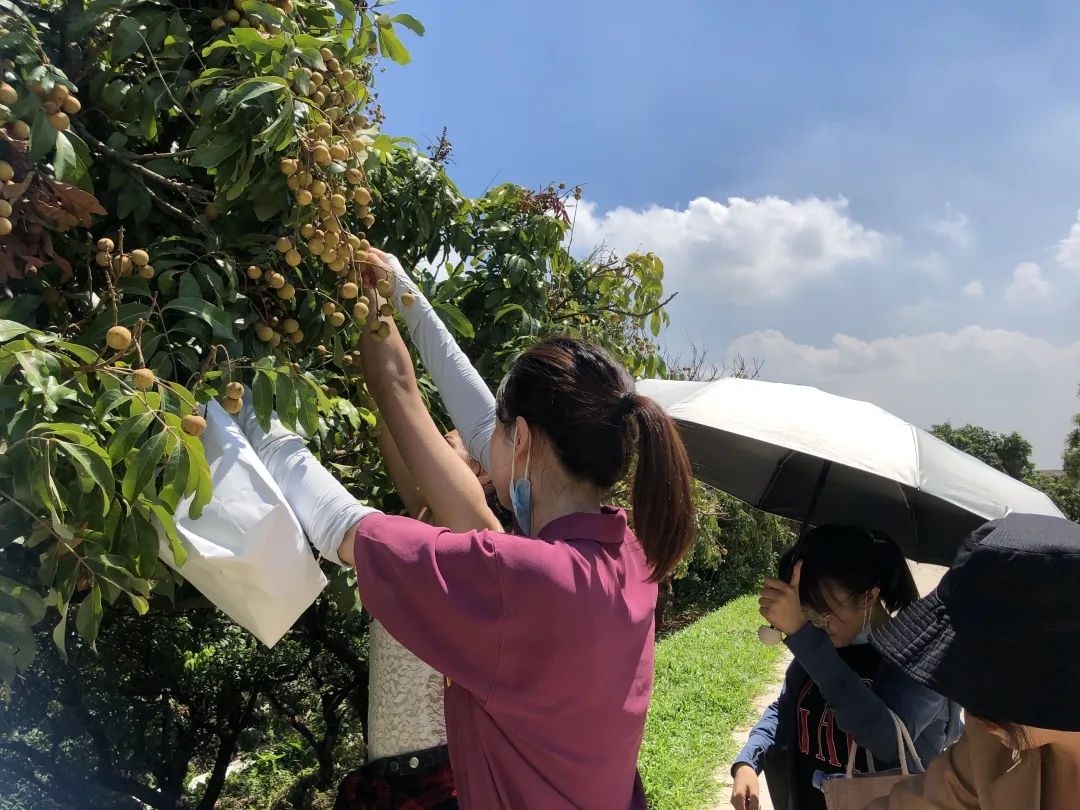 暑期去哪里，13元/人！当季石硖龙眼果园任摘任吃，下单即送1斤~