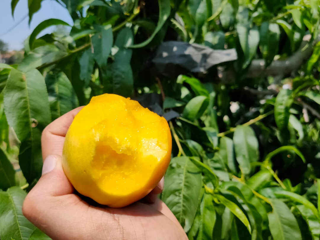 高山果园正宗蒙阴蜜桃，25.9/箱京东包邮！新鲜现摘，肉甜多汁，口感醇香，脆甜多汁！