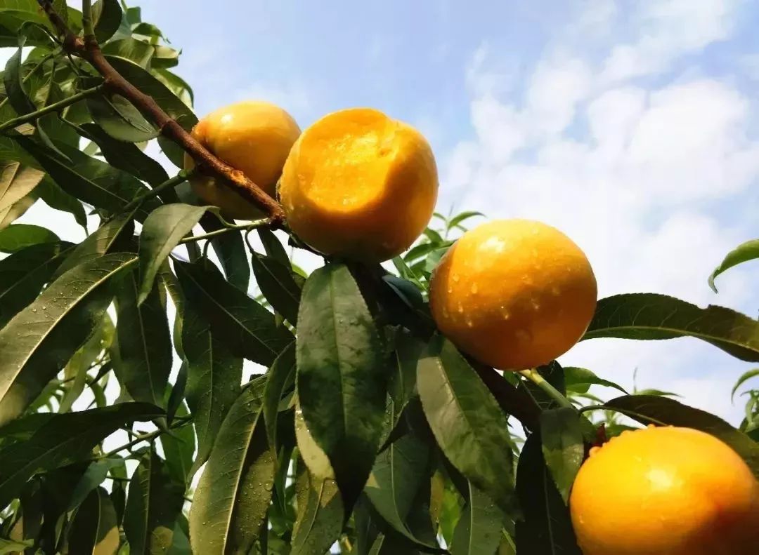 高山果园正宗蒙阴蜜桃，25.9/箱京东包邮！新鲜现摘，肉甜多汁，口感醇香，脆甜多汁！
