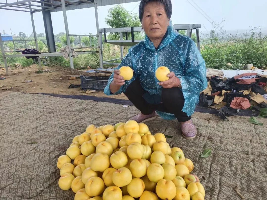 高山果园正宗蒙阴蜜桃，25.9/箱京东包邮！新鲜现摘，肉甜多汁，口感醇香，脆甜多汁！