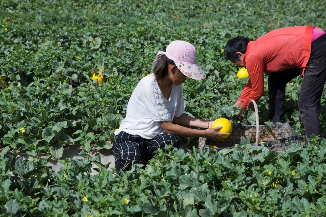 守护绿洲！长在沙漠里的民勤蜜瓜，每箱仅25.9元/9斤包邮，每一份助力都是传递绿色与梦想！！