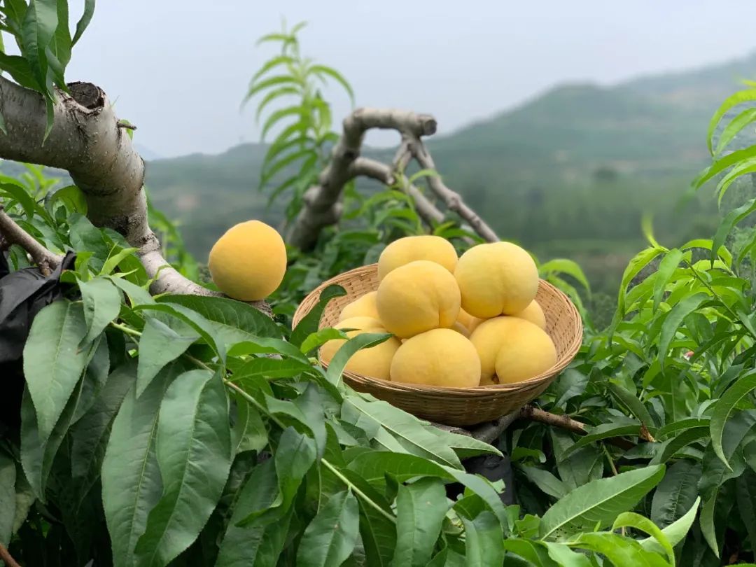 高山果园正宗蒙阴蜜桃，25.9/箱京东包邮！新鲜现摘，肉甜多汁，口感醇香，脆甜多汁！