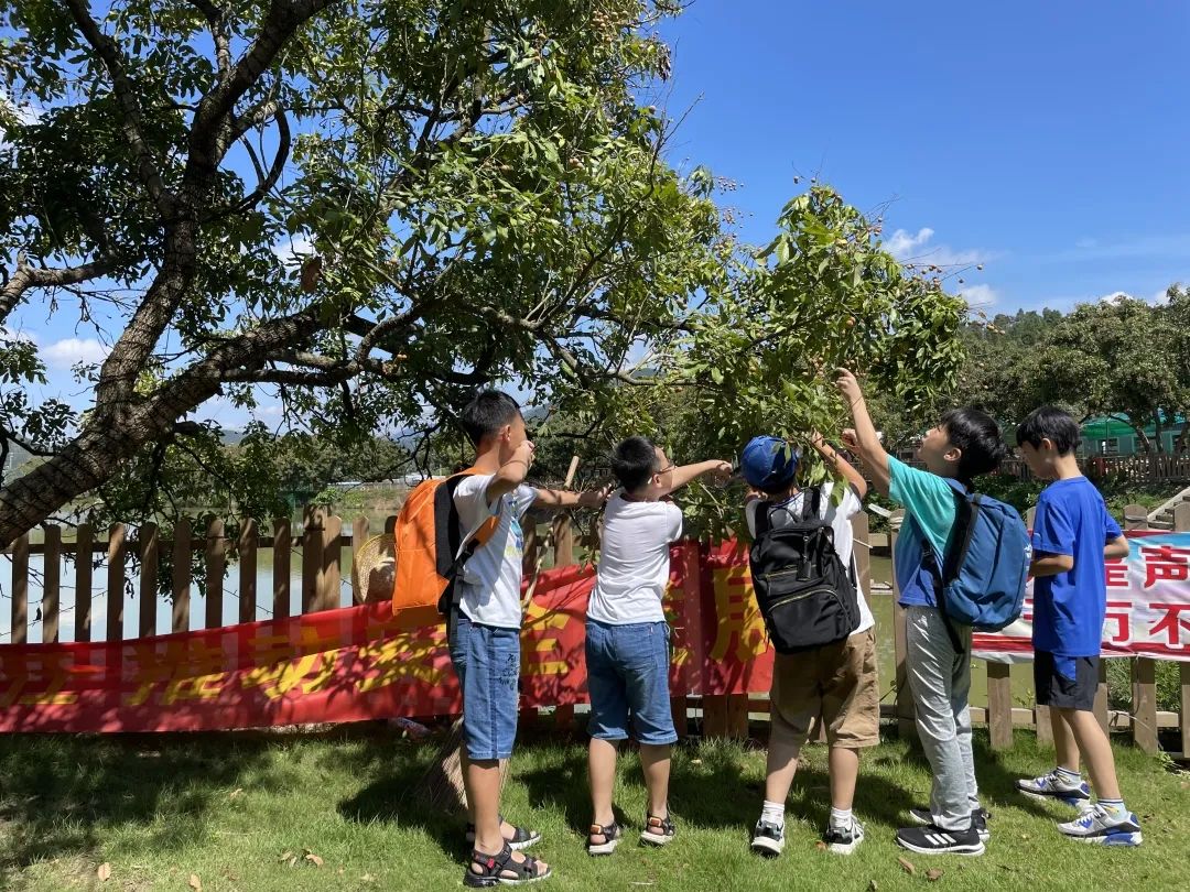 东莞耕山小寨！9.9/人秒杀！龙眼现摘免费吃，20+项特色游乐，350+亩户外农场撒欢，全家开启阳光之行！