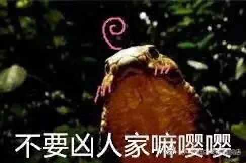 已经有人中招! 东莞人外出散步需注意, 这东西有剧毒...