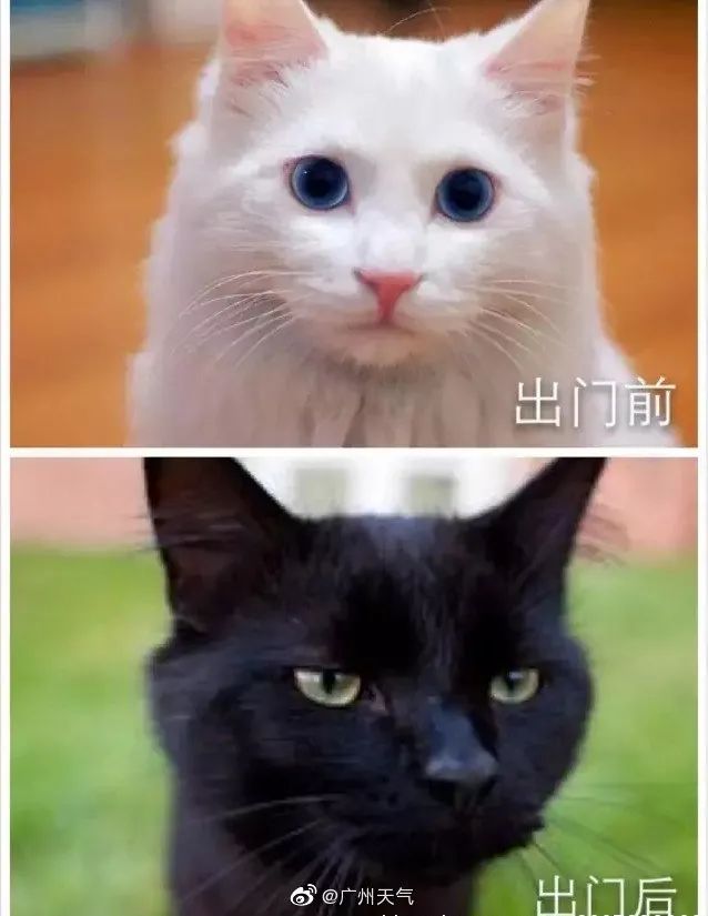 紧急！8级大风+雷暴+暴雨即将杀到！未来几天东莞....
