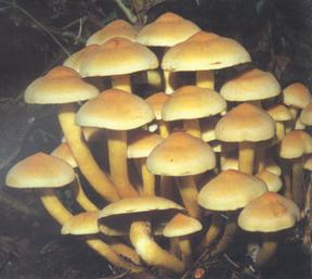 东莞发布紧急通知！这些千万不要吃！