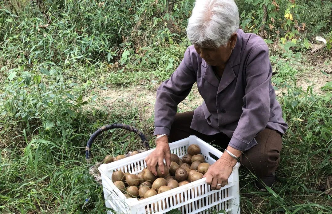 【全国顺丰包邮】中秋助力！超甜猕猴桃礼盒装来袭，好评如潮！陕西眉县果农自种猕猴桃，诚邀您的支持~