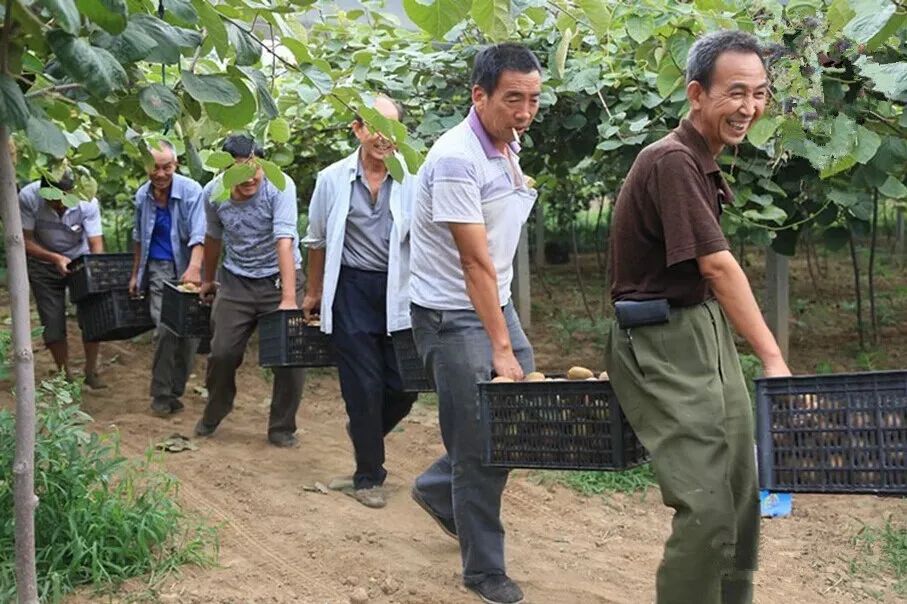 【全国顺丰包邮】中秋助力！超甜猕猴桃礼盒装来袭，好评如潮！陕西眉县果农自种猕猴桃，诚邀您的支持~