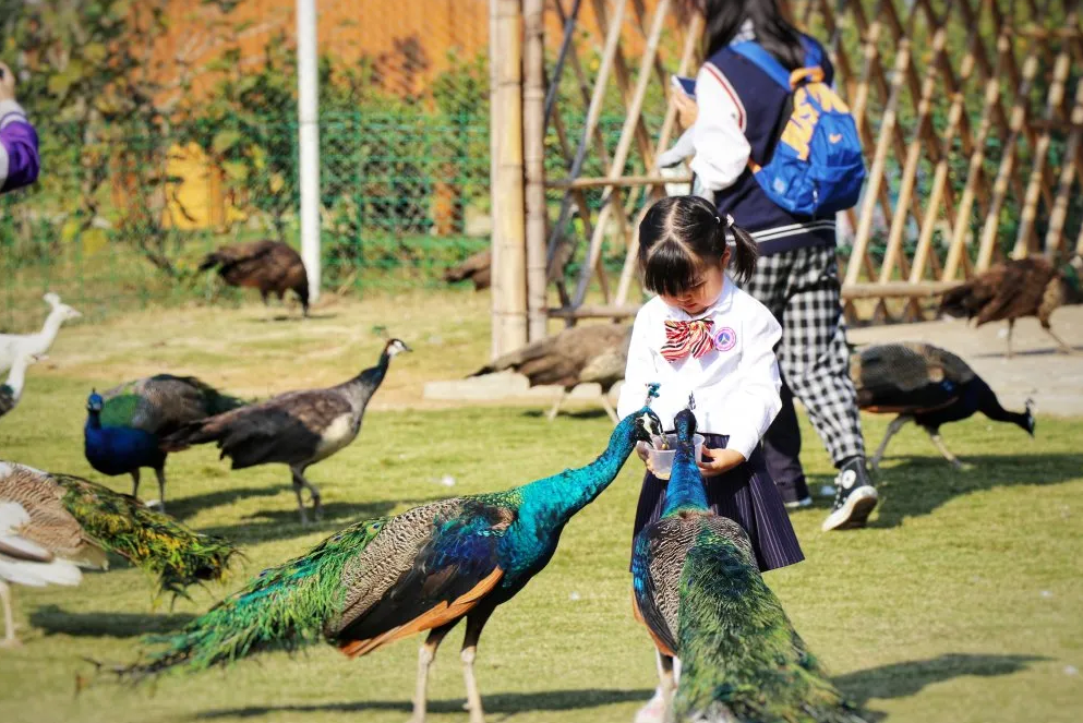 东莞人注意！“奈良の鹿，鹿岛乐园”空降大岭山镇客天下，上百种萌宠等你来打卡！！