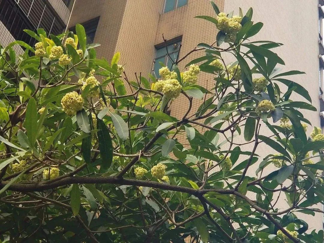 东莞多处飘来“恶臭”！市民担心：“会不会中毒”！城管回应来了…